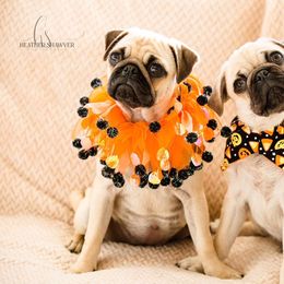 Pug Puppies from House of Briggs Pugs