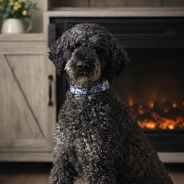 Yeti - Poodle
