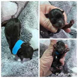 Dark traditional blue - Black and tan male Yorkshire Terrier puppy in Antlers, Oklahoma from Yorker Puppy Palace