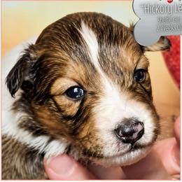 Hickory Leaf - Sable and white female Shetland Sheepdog puppy in Elberton, Georgia from Ioney's Southern Paws Shelties, Frenchies, and Yorkies