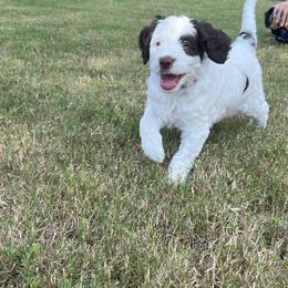 Bernedoodle Puppies from Sadie’s Doodles