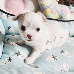 Arial - White female Chihuahua puppy in Ponca City, Oklahoma from Bliss Acres Farm