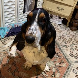 Maddie - Basset Hound