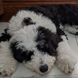 Sheepadoodles from Samantha's Sheepadoodles
