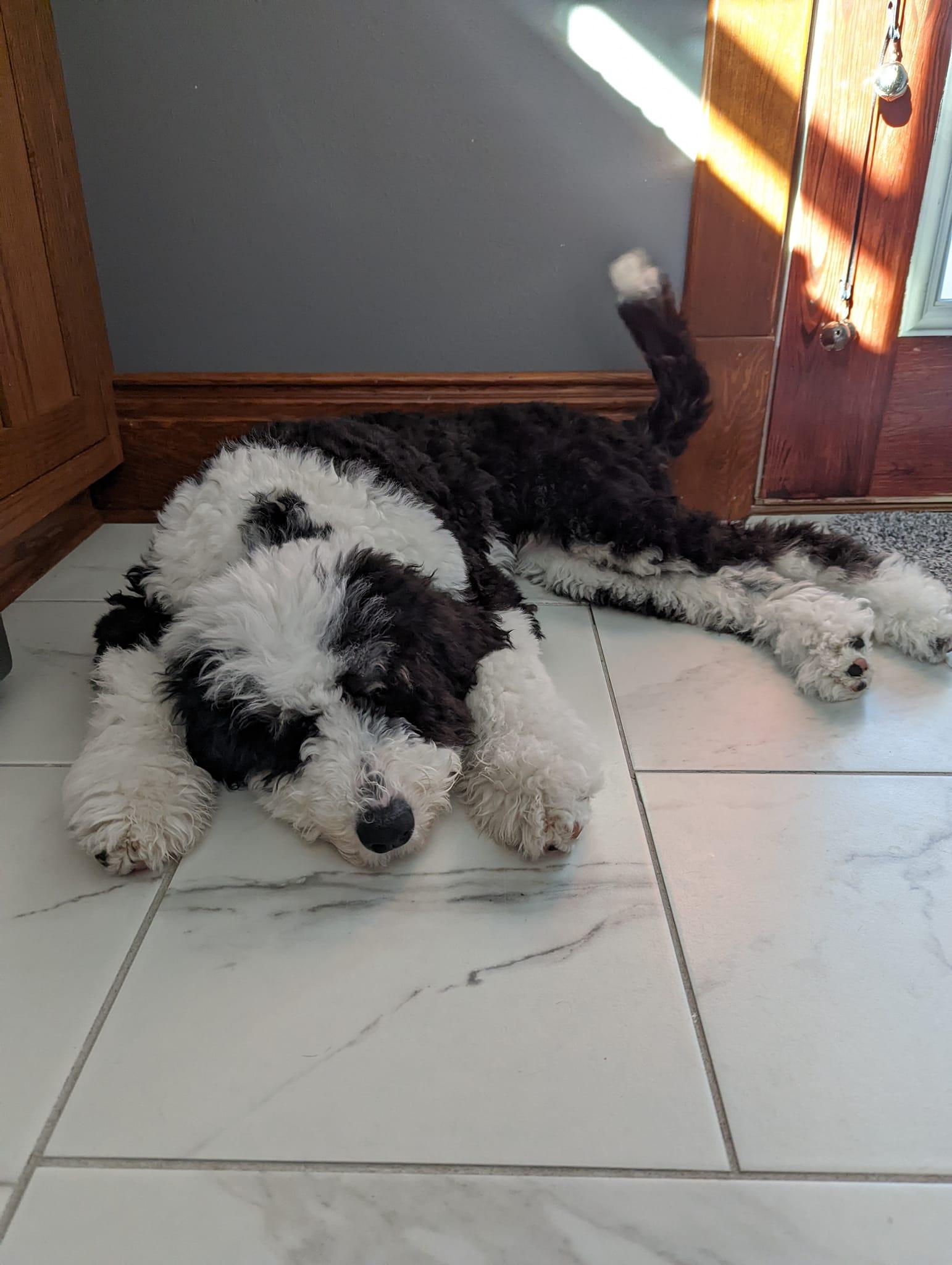 Samantha's Sheepadoodles in Iowa | Sheepadoodle puppies | Good Dog