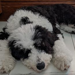 Sheepadoodles from Samantha's Sheepadoodles