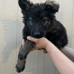 Orange Collar Female - Coco - Sable female German Shepherd puppy in Adelanto, California from Würdighaus Kennels