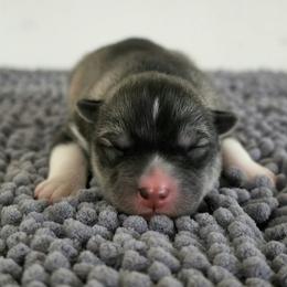 Jinx - Agouti and white female Siberian Husky puppy in Jacksonville, North Carolina from Seabound Siberians
