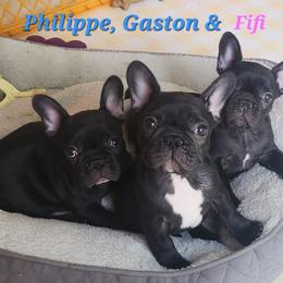 French Bulldog puppies from Lakewinds Collies & Bulldogs (English & French)