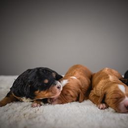 Sinatra - Red male Bernedoodle puppy in Caldwell, Idaho from Boise Doodle Co.