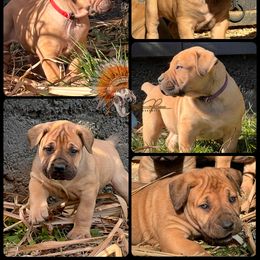 Girl 2 - Red female Boerboel puppy in Pennsylvania from Cold River Boerboels
