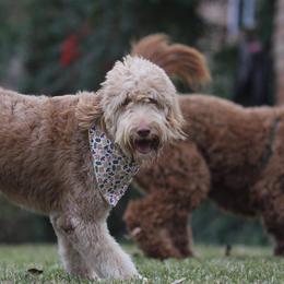 Goldendoodles from Waco  Goldendoodles