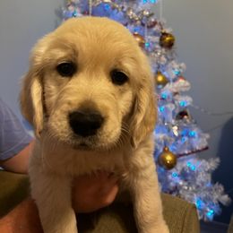 Golden Retriever Puppies from Panhandle PawsNClaws