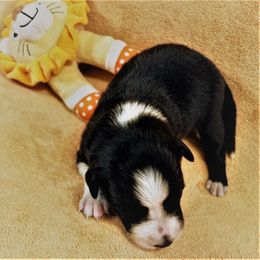 Boy 4 - Border Collie puppy in West Valley City, Utah from Field Stone Border Collies: FSBC