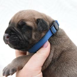 Banks - Fawn male Bullmastiff puppy in Chickasha, Oklahoma from Rustic Lace