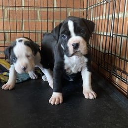 Boxer Puppies from House of boxers