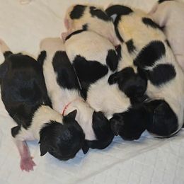 Biewer Terrier and Yorkshire Terrier Puppies from Granny's yorkshire Terrier Modesto California