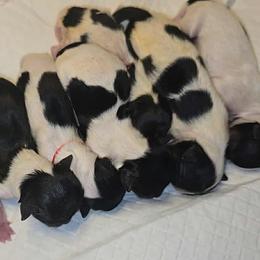 Biewer Terrier and Yorkshire Terrier Puppies from Granny's yorkshire Terrier Modesto California