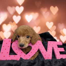 Sneezy - Red  male Poodle puppy in Mongomery, Texas from Celestial Jewels Poodles