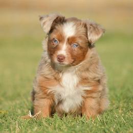 Australian Shepherd, Miniature Australian Shepherd, and Toy Australian Shepherd Puppies from Southern Edition Aussies