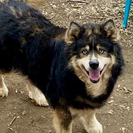 Bear - Siberian Husky