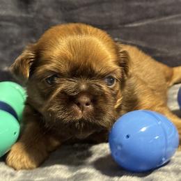 Bonzo - Liver male Shih Tzu puppy in Sharon, Pennsylvania from Keystone Danes and Shih tzus