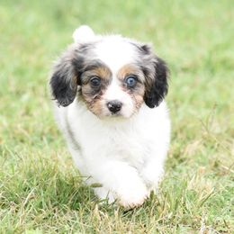 Cavalier King Charles Spaniel and Cavapoo Puppies from Lindsey’s Cavies