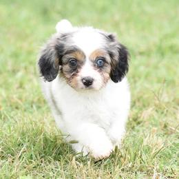 Cavalier King Charles Spaniel and Cavapoo Puppies from Lindsey’s Cavies