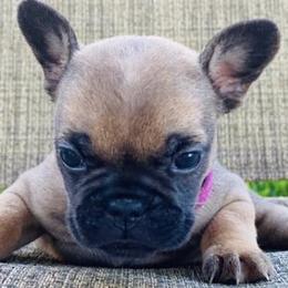 French Bulldogs from Royal Canine Kennel