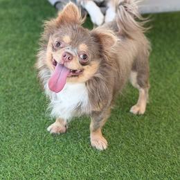 Chihuahua puppies from Exotic City Pomeranians and chihuahuas