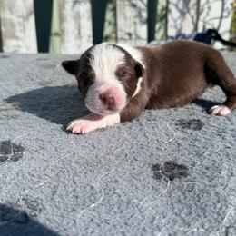 Baby Ruth - Red tri-color female Australian Shepherd puppy in Laotto, Indiana from Circle B working Aussies