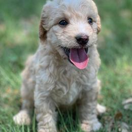 Goldendoodles and Maltipoos from B4 Ranch