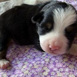 Poppy - Black tri male Miniature American Shepherd puppy in Iota, Louisiana from Southern L Aussies