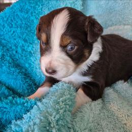 Hattie - Red tri-color female Australian Shepherd puppy in Harrodsburg, Kentucky from Triple M Aussies