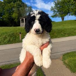 Christoff - Parti male Poodle puppy in Washington, Pennsylvania from Patriotic Poodles
