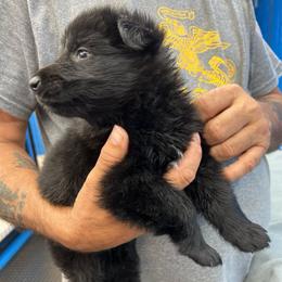 Girl 2-purple - Black female German Shepherd puppy in Sharon Grove, Kentucky from Julie’s Shepherds