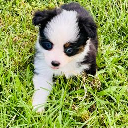 Blk Tri girl - Black tri female Toy Australian Shepherd puppy in Oklahoma City, Oklahoma from Faith River Aussies