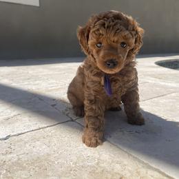 Agnus - Red  female Poodle puppy in Brandon, Florida from Henn's Toy Poodles