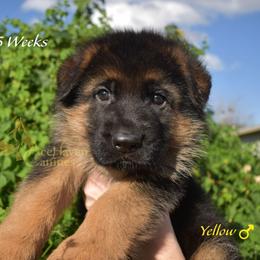 Yellow - Black and red male German Shepherd puppy in Orlando, Florida from AceHaven Canines