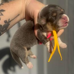 Breeze (yellow) - Blue female Pembroke Welsh Corgi puppy in East Oakdale, California from Rhettro Kennels
