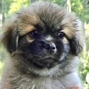 Dorje - Sable male Tibetan Spaniel puppy in St. Petersburg, Florida from Coastal Peaks Tibetan Spaniel Breeder