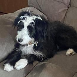 Aerial - Bernedoodle