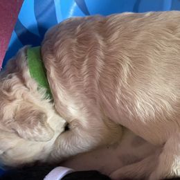 Goldendoodle Puppies from Goodyear golden doodles