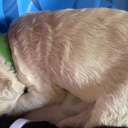 Goldendoodle Puppies from Goodyear golden doodles