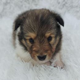 Barley - Sable and white male Shetland Sheepdog puppy in Central City, Kentucky from Hope's Heart Shelties