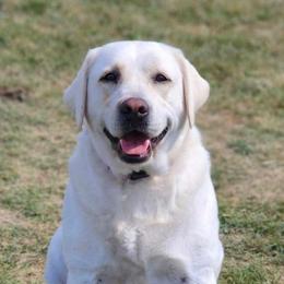 Anna - Labrador Retriever