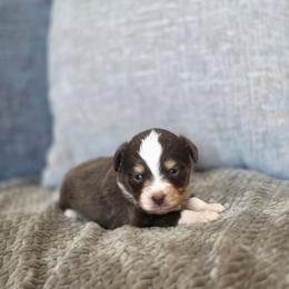 Wiskey - Red tri male Miniature Australian Shepherd puppy in Killen, Alabama from Wilkers Wholehearted Mini Aussies