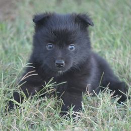 Hammy - Black & white male Miniature Australian Shepherd puppy in Louisville, Mississippi from K & K Livestock