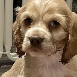 Ivy - Cocker Spaniel puppy in Oklahoma from Southern Cottage Pups