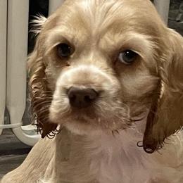 Ivy - Cocker Spaniel puppy in Oklahoma from Southern Cottage Pups